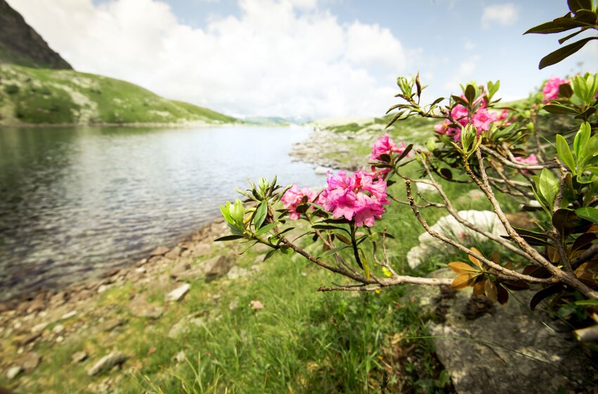 Blooming alpine roses by Palfnersee lake with view of clear water and green mountain scenery. | © Gasteiner Bergbahnen AG